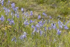 A03CamasBlossoms1978.jpg