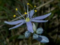 A04Camas_4180025Trim.jpg