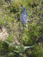 B06GiantCamasP5250318.jpg