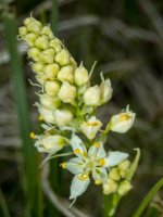 D07DeathCamas_5310035.jpg