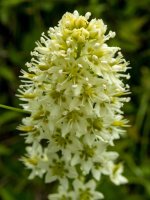 D08DeathCamas_6080046.jpg