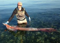 Robust Clubhook Squid Puget Sound.jpeg