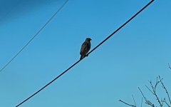 IMG_4752.jpeg