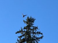 IMG_4756.jpeg