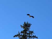 IMG_4757.jpeg