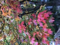 IMG_2206.jpeg IMG_2206.jpeg