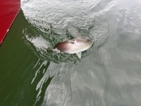 IMG_5545.jpeg IMG_5545.jpeg
