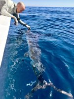 Day1-20 Striped Marlin jpeg.jpeg