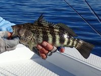 Day3-07 Spotted Bay Bass.jpg