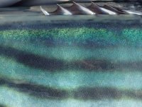 Day3-06 Pacific Bonito.jpg