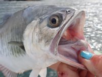 Day3-24 Longjaw Leatherjack.jpg