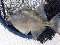 Day3-26 Finescale Triggerfish.jpg