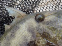 Day3-27 Finescale Triggerfish.jpg