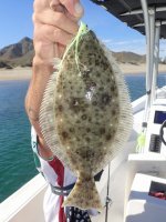 Day4-12 California Halibut.jpg