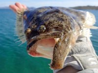 Day4-14 California Halibut.jpg