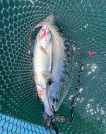 IMG_2067.jpeg
