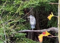 IMG_4888.jpeg