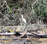 IMG_4890.jpeg
