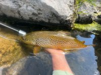 IMG_8272.jpeg