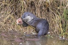 A02RiverOtterWDuckCarcass7558.jpg