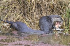 A03RiverOttersWDuckCarcass7562.jpg