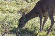 B05WhitetailDoeTagged7117.jpg