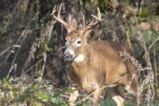 B06WhitetailBuck7092.jpg