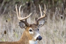 B07WhitetailBuckWRack7329.jpg