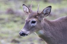 B08WhitetailBuckSpike7305.jpg