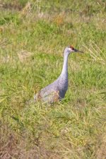 C02SandhillCraneAdult7431.jpg