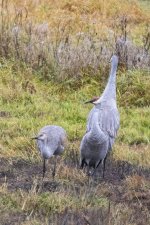 C01SandhillCraneFamily7546.jpg