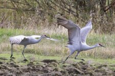 C04SandhillCranesTakingOff7382.jpg