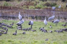 C06SandhillCranes&CacklingGeese7486.jpg