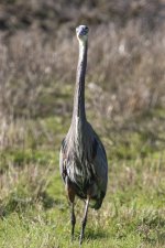 D07GreatBlueHeron7137.jpg