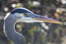 D08GreatBlueHeronHeadShot7156.jpg