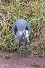 D09GreatBlueHeronHuntingInCanal7575.jpg