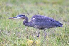D10GreatBlueHeronStalking7493.jpg