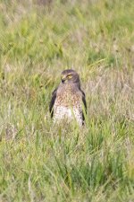 D11bNorthernHarrierHen7394.jpg