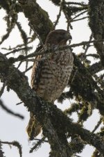 D11cRedTailedHawkJuvenile7233.jpg