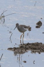 D12GreaterYellowlegs7298.jpg