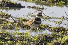 D13Killdeer7126.jpg