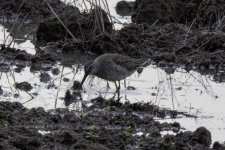 D16LongBilledDowitcher7314.jpg