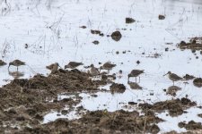 D17LongBilledDowitchers7319.jpg
