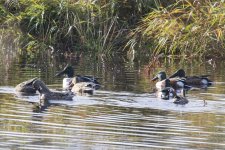 E01NorthernShovelers7074.jpg