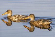 E02NorthernShovelerHens7218.jpg