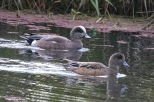 E05AmericanWigeon7360.jpg