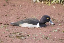 E07RingNeckedDuck7452.jpg