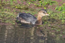 E13PiedBilledGrebe7223.jpg