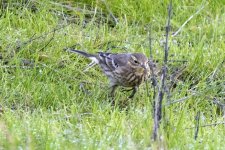 F01AmericanPipit7277.jpg