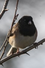 F02DarkEyedJunco7108.jpg